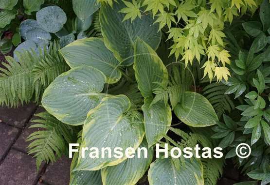 Hosta Russell Lee